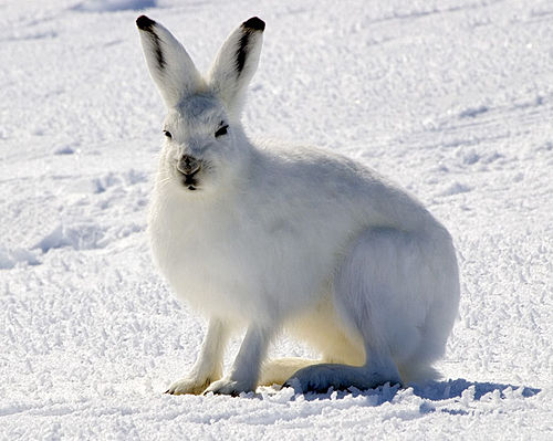 arctic hare